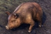 Bristlegut Piglet (pet) + 15 days ESO Plus + 750 Crown