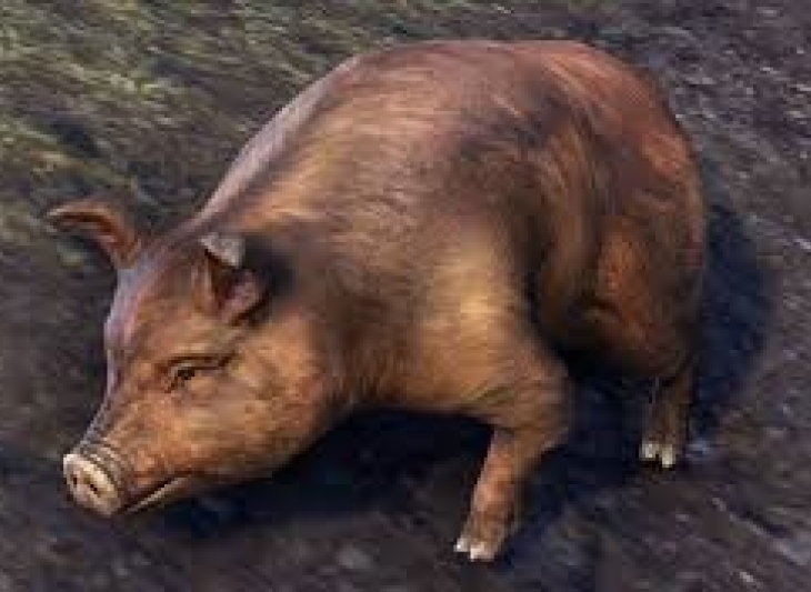 Bristlegut Piglet (pet) + 15 days ESO Plus + 750 Crown